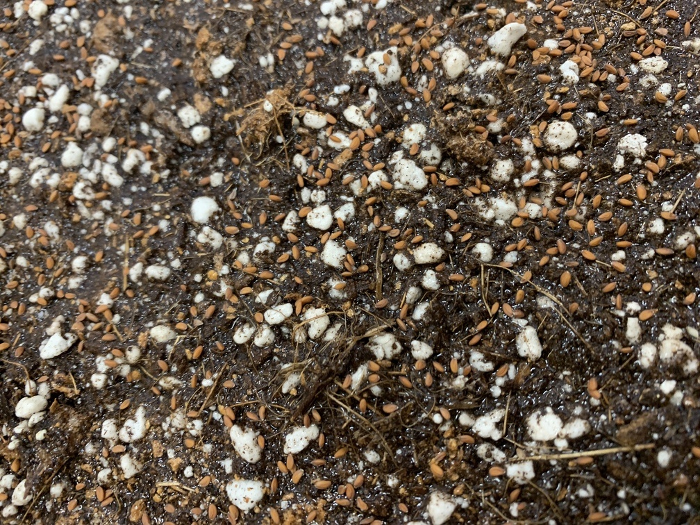 Wie man Microgreens zu Hause anbaut (3)_1